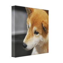 Shiba Inu Canvas Print