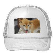 Shiba Inu Dog  Baseball Hat