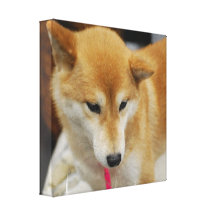 Shiba Inu Dog Canvas Print