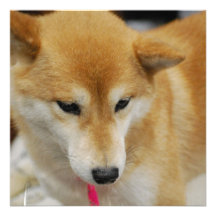 Shiba Inu Dog Invitations