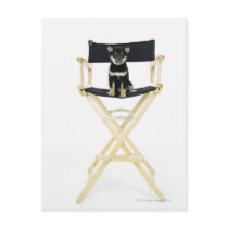 Shiba Inu dog on director's chair Post Card