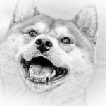 SHIBA INU photo sculptures
