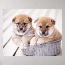 Shiba Inu puppies in aluminium tub Posters