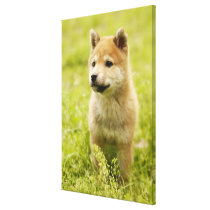 Shiba-ken puppy gallery wrapped canvas