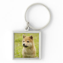 Shiba-ken puppy key chain