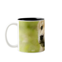 Shiba-ken puppy mugs