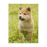 Shiba-ken puppy postcards