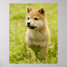 Shiba-ken puppy print