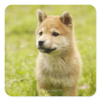 Shiba-ken puppy stickers