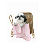 Shih Tzu baby buggy Post Cards