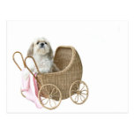 Shih Tzu baby buggy Postcard