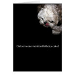Shih-Tzu Birthday Card
