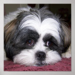 Shih Tzu Dog Photograph Posters