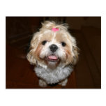 shih tzu face post card