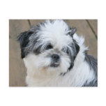 shih tzu face postcards