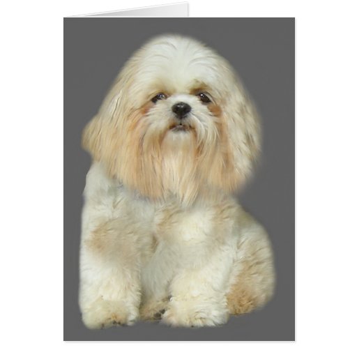 shih tzu greeting cards shih tzu greeting card zazzle shih tzu greeting cards shih tzu greeting card zazzle