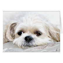 Shih Tzu miss you card