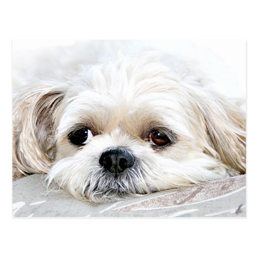 Shih Tzu miss you postcard