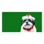 Shih Tzu Mrs Claus photo cards