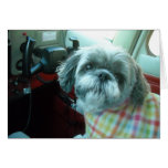 Shih Tzu pilot Greeting Card