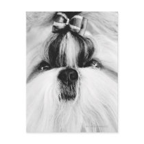 Shih Tzu Post Cards