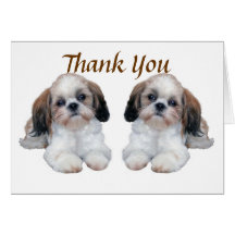 Shih Tzu Puppies Thank You Card