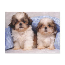 Shih Tzu puppies under a checked blanket Post Cards