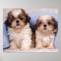 Shih Tzu puppies under a checked blanket Posters