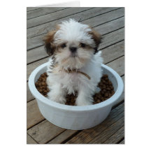 Shih Tzu Puppy Notecards