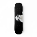 Shih Tzu skateboard