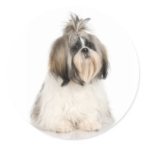 Shih Tzu Sticker