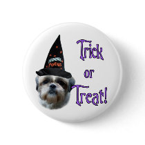 Shih Tzu Trick