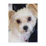 Shih Tzu/Yorkshire (Yorkie) Mixed Breed Postcards