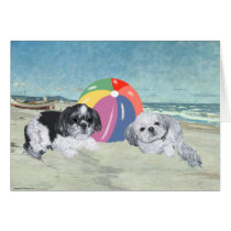 Shih Tzus at the Beach
