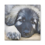 Shiloh Shepherd magnets