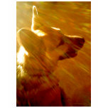 Shine On Me German Shepherd #2 t-shirts