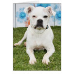 Shiner - Boxer Card