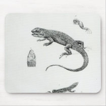 Shingled Iguana Mouse Pads
