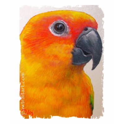Shirt - Sun Conure by pawtraitart