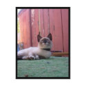 Shiva the Snowshoe postcards