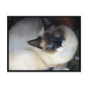 Shiva the Snowshoe postcards