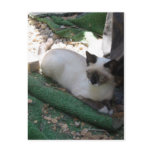 Shiva the Snowshoe postcards