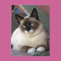 Shiva the Snowshoe postcards
