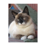 Shiva the Snowshoe postcards