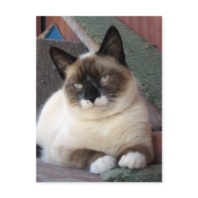 Shiva the Snowshoe Postcard by Angie529