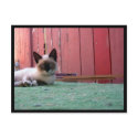 Shiva the Snowshoe postcards