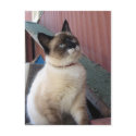 Shive the Snowshoe postcards