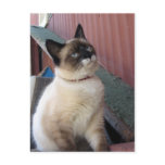 Shive the Snowshoe postcards