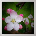Shizuka Apple Blossom posters