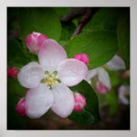 Shizuka Apple Blossom posters